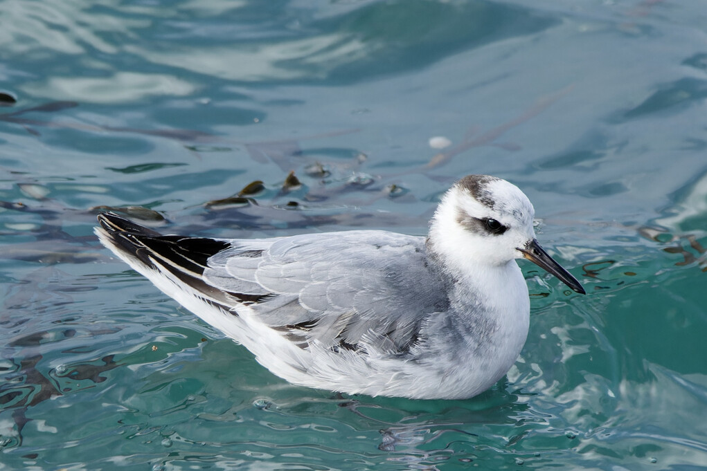 Photo of Grey Phalarope